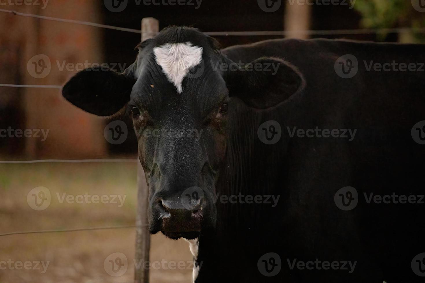 vache adulte dans une ferme photo