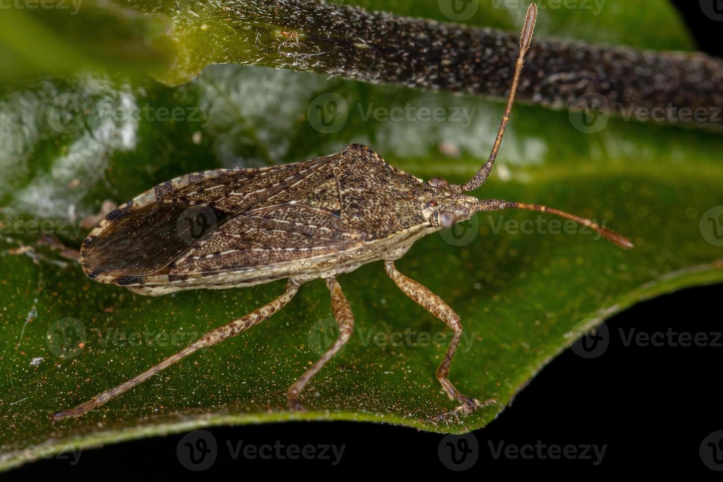 punaise à pieds feuille adulte photo