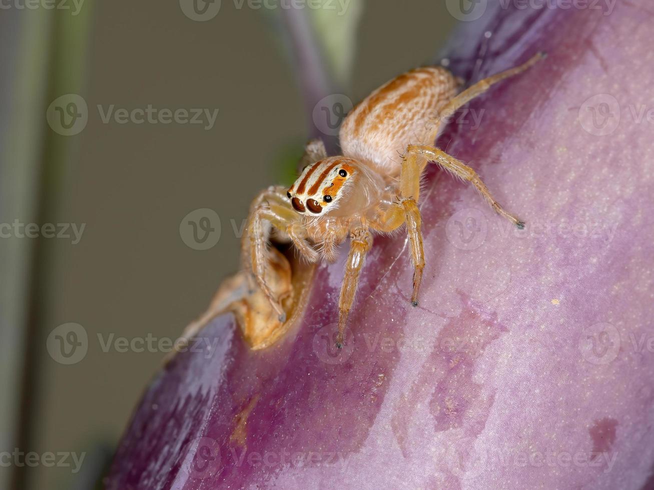 araignée sauteuse adulte photo