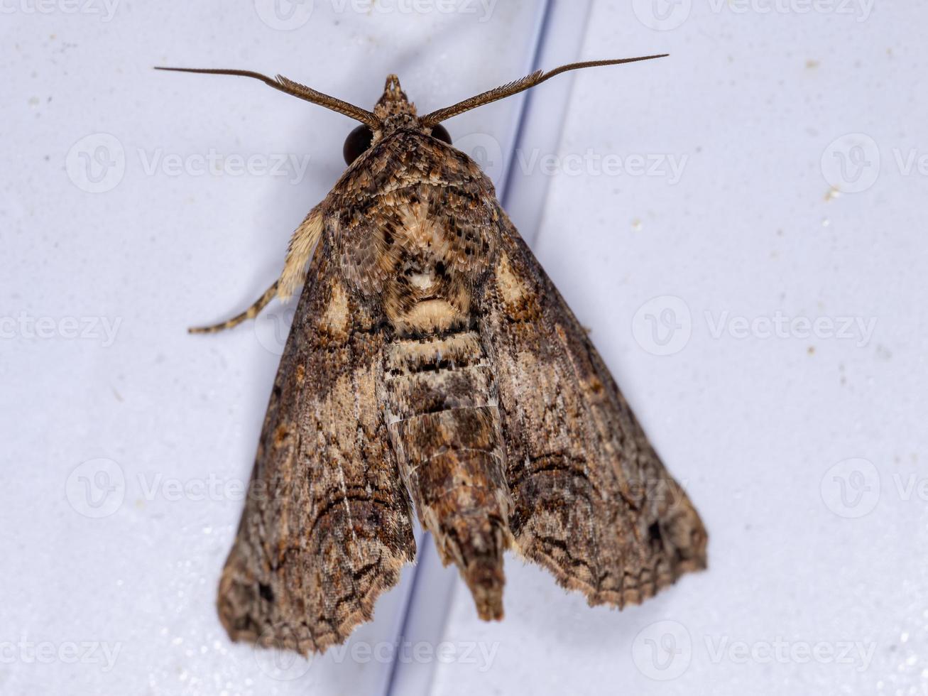 papillon eutéliidé brun photo