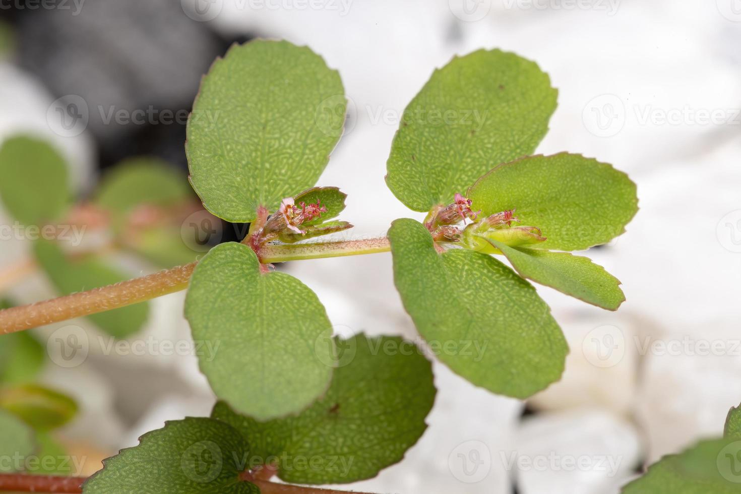 plante grimpante caustique rouge avec fruits et fleurs photo