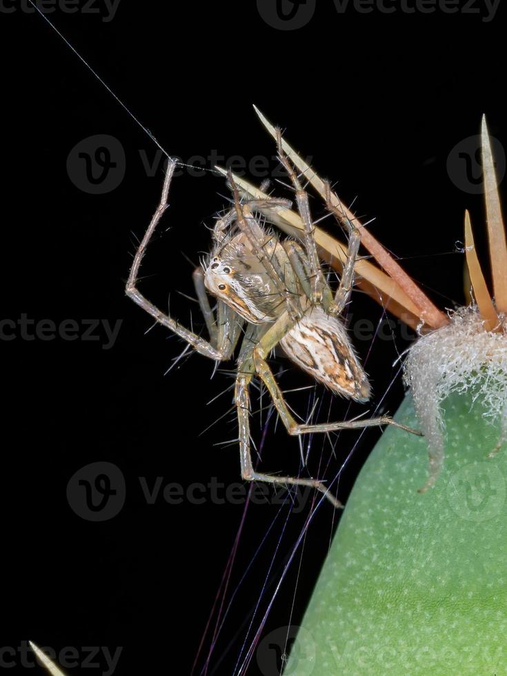 araignée lynx du Brésil photo