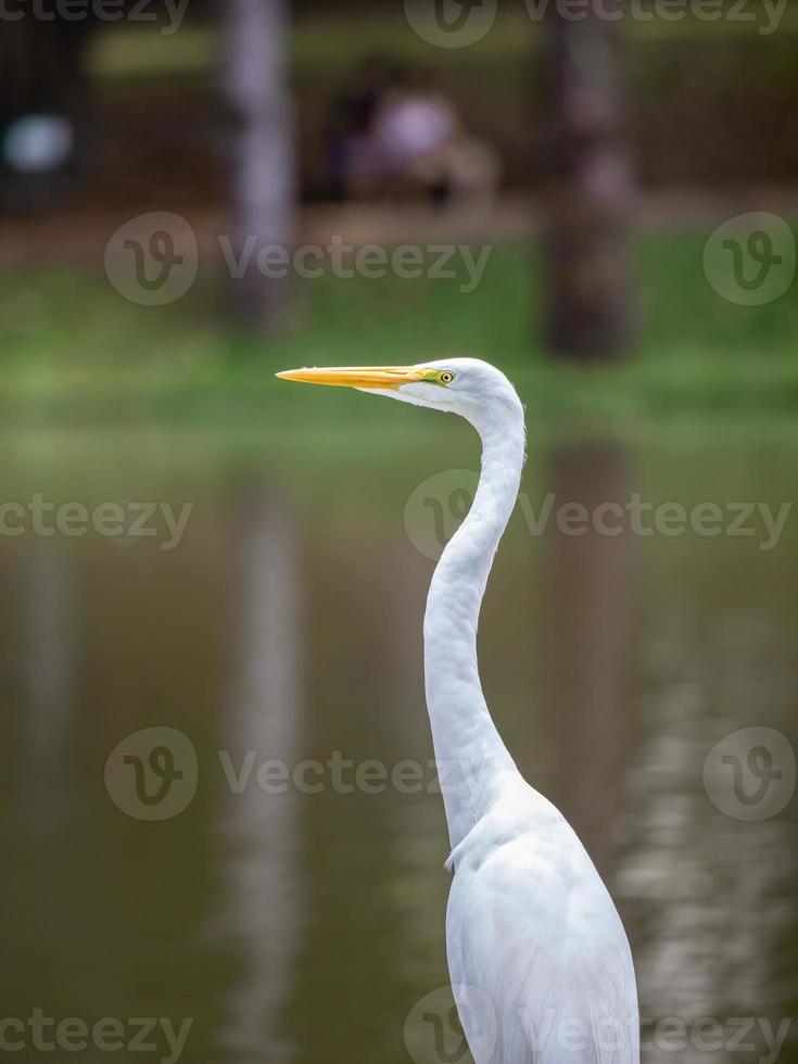 grande aigrette photo