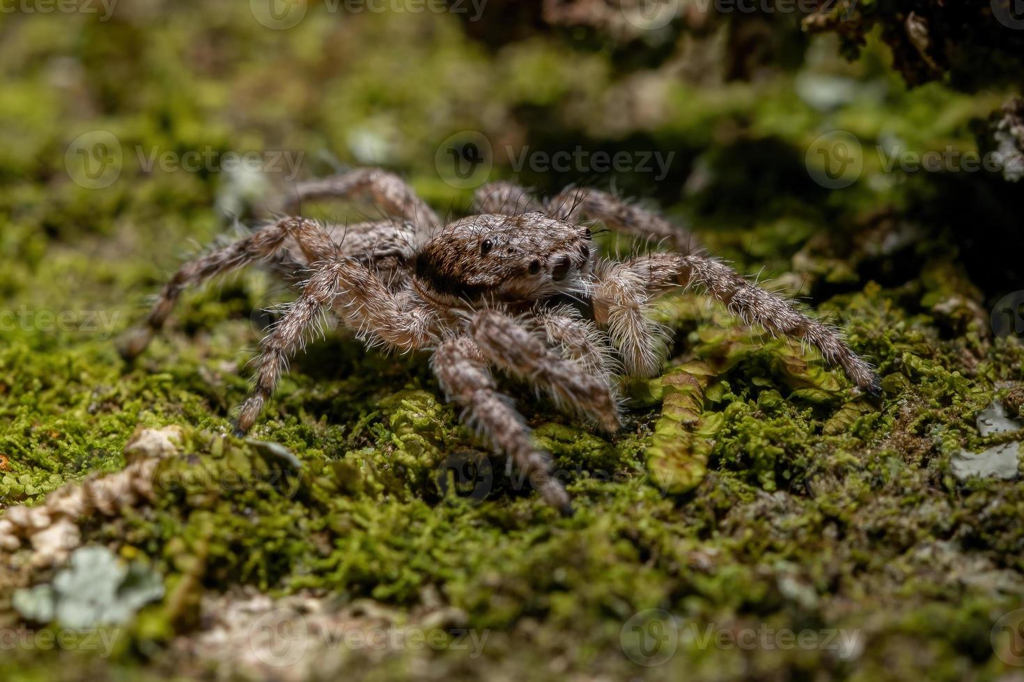 araignée sauteuse mâle adulte photo