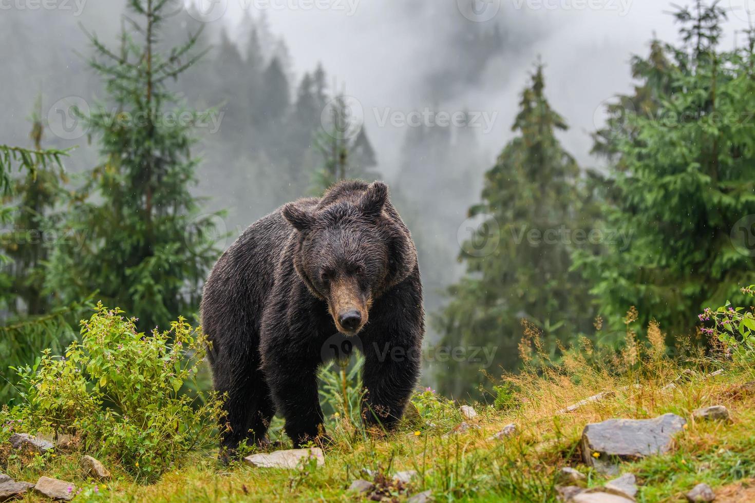 ours brun sauvage dans la forêt d'automne. animal dans son habitat naturel photo