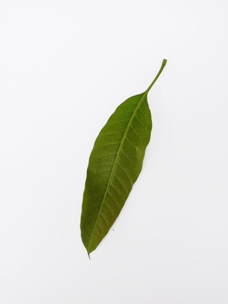 Vue de dessus portrait jeune feuille de mangue isolé sur fond blanc photo