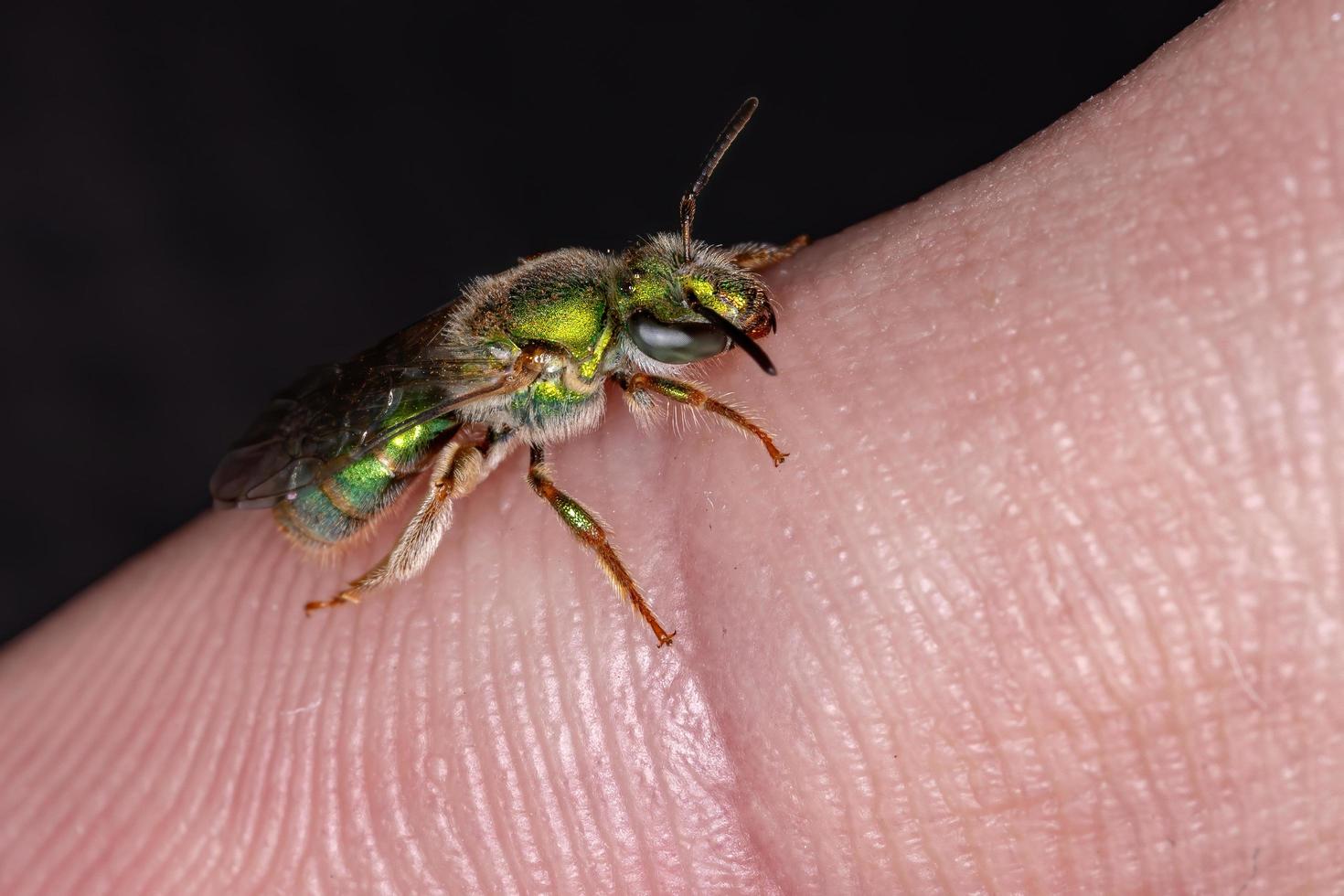 abeille à sueur augochlorée photo