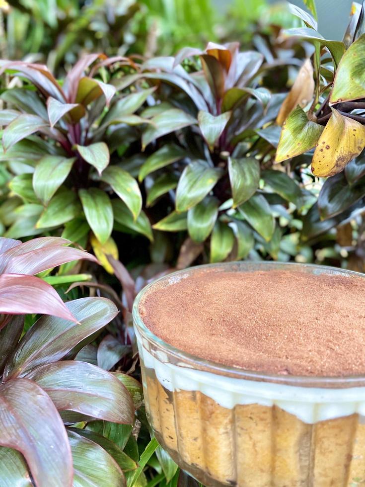 tiramisu contre les plantes photo