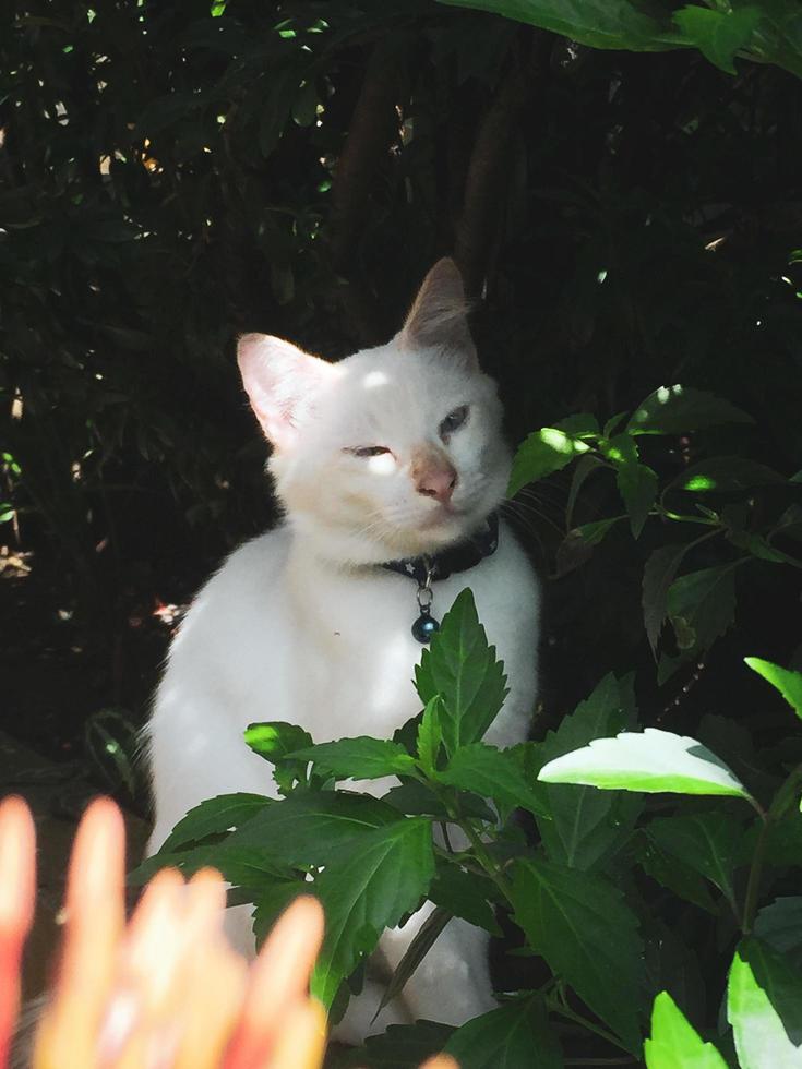 chat blanc mignon avec une bonne pose photo