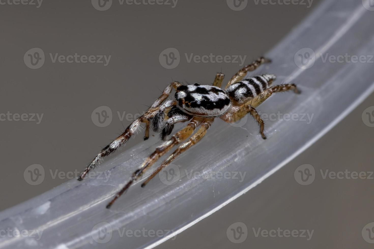 petite araignée sauteuse photo