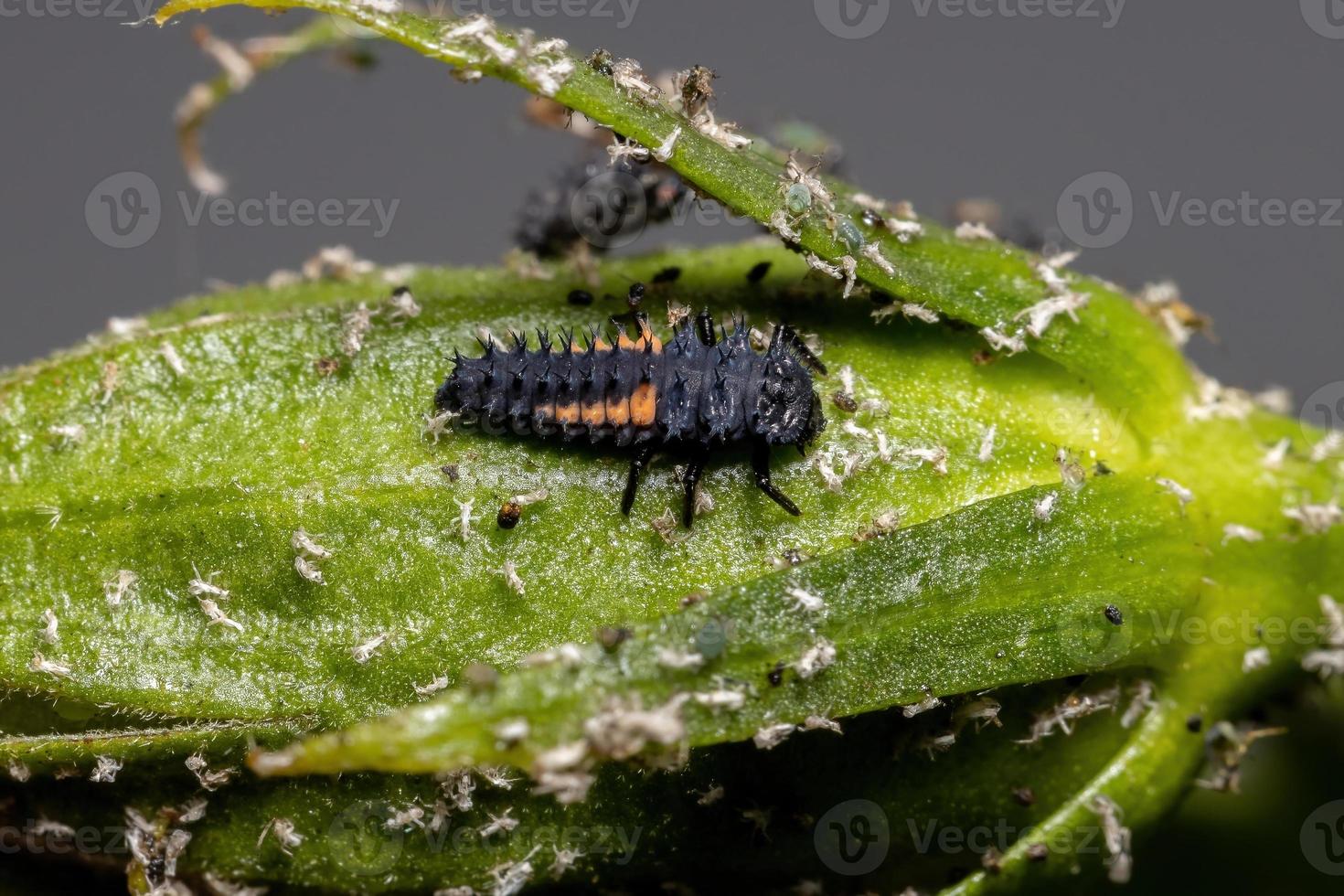 larves de coccinelles asiatiques photo