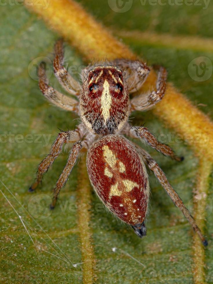 araignée sauteuse femelle adulte photo