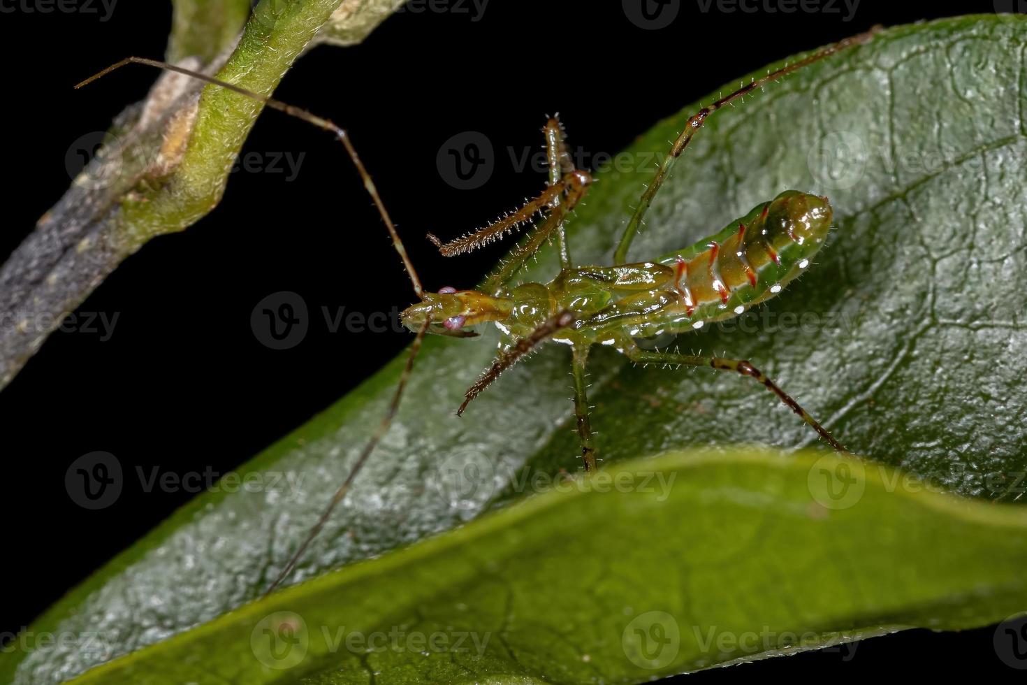 assassin bug nymphe photo