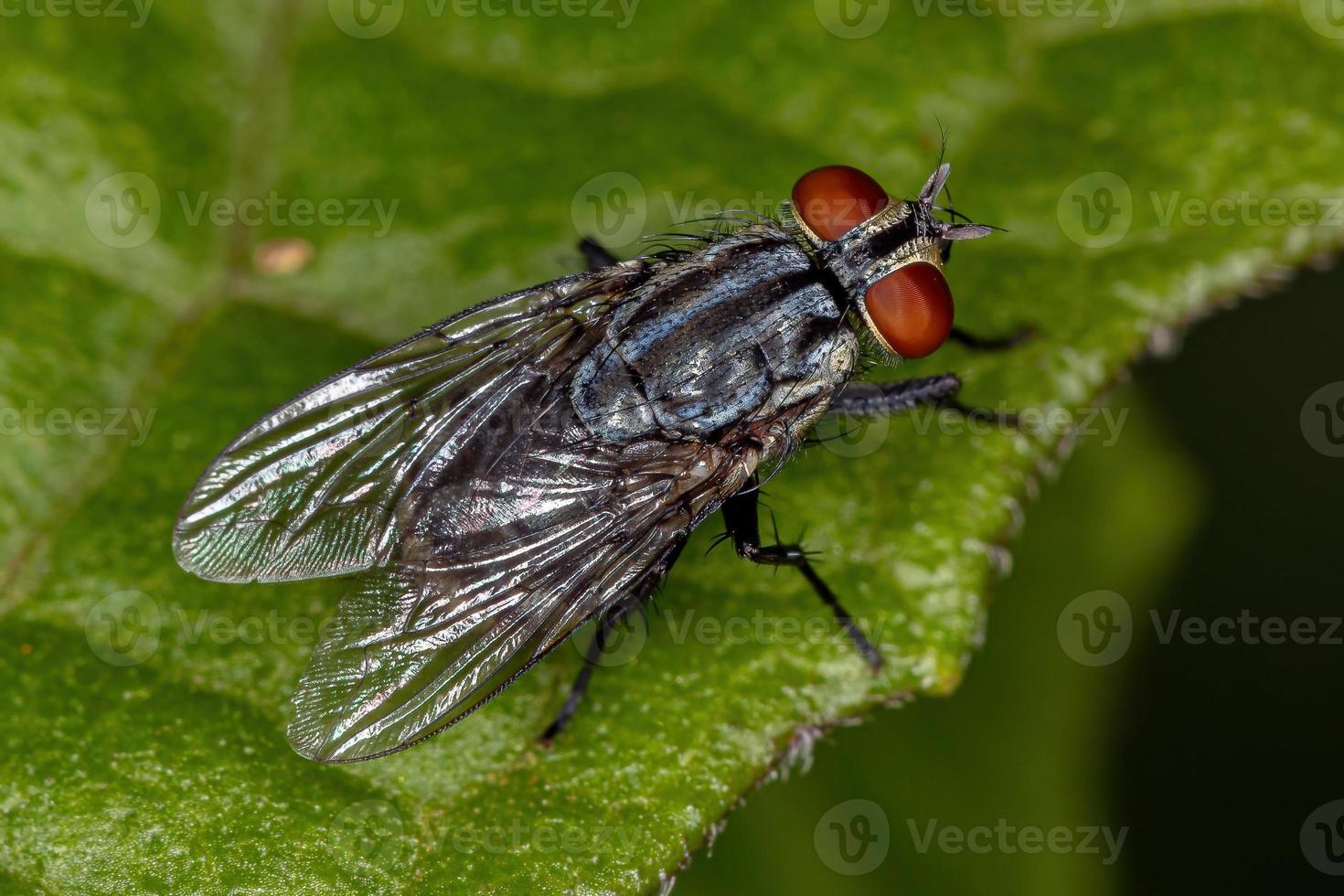 mouche de la chair adulte photo