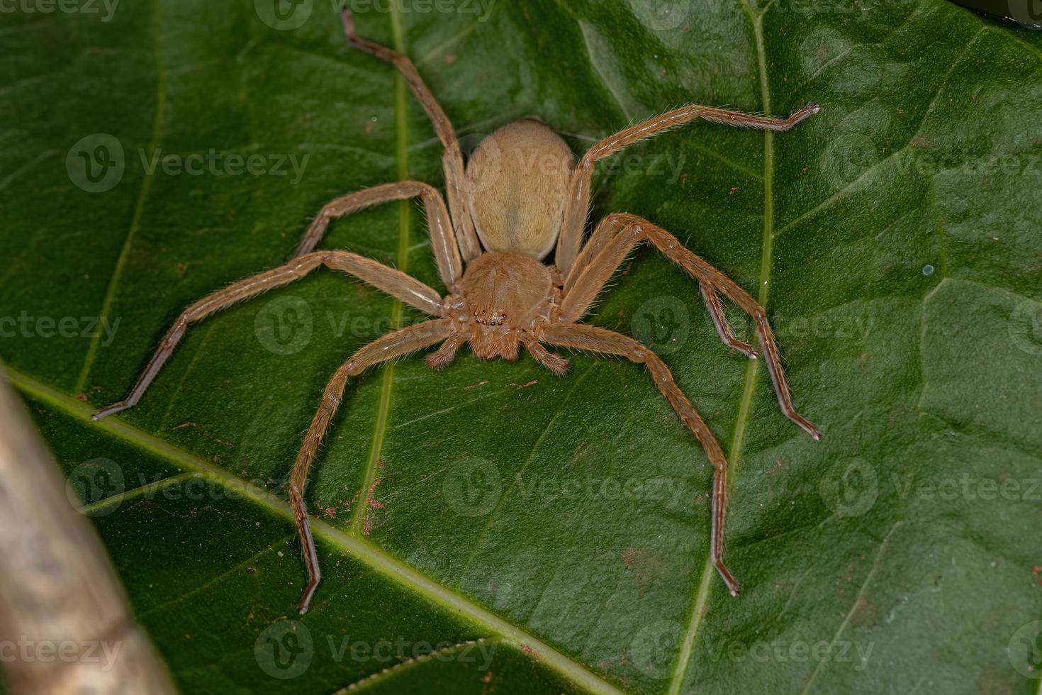 araignée chasseuse jaune photo