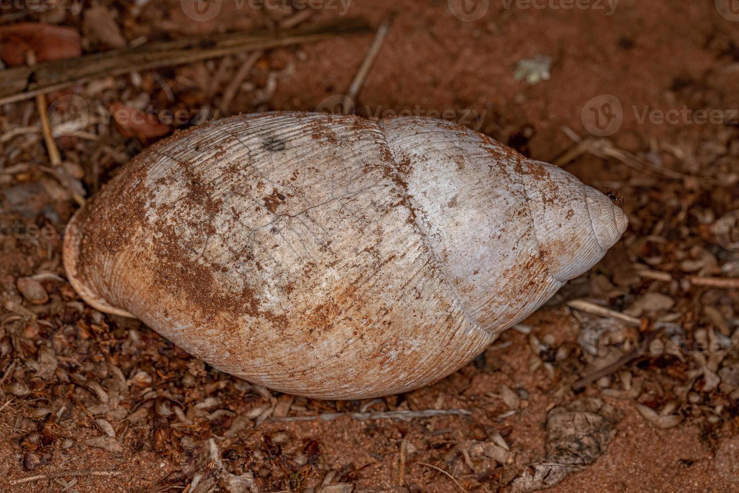 coquille d'escargot commun photo