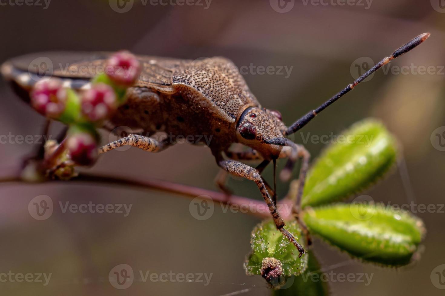 vrai bug adulte photo