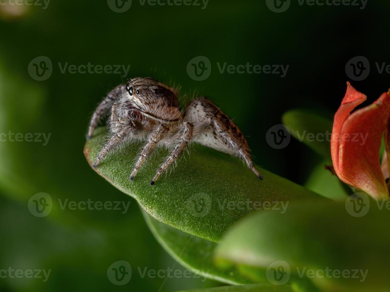Araignée sauteuse adulte sur une plante katy enflammée photo