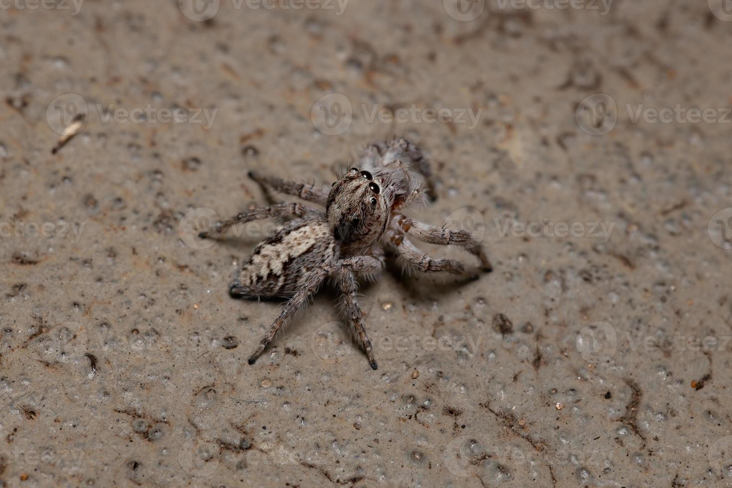 Araignée sauteuse femelle adulte dans le sol photo