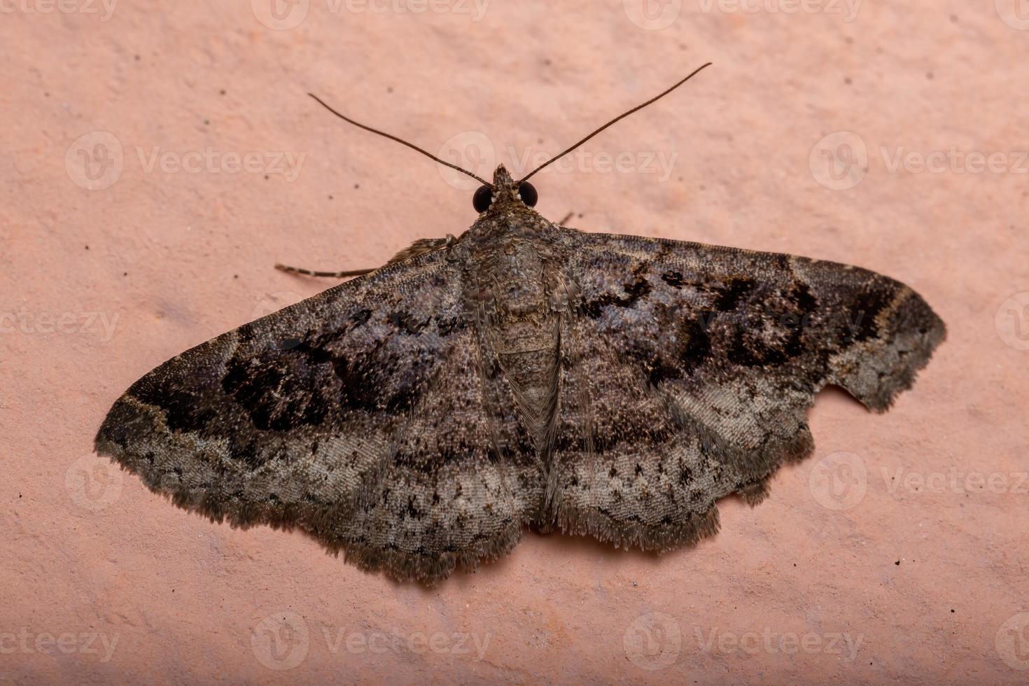 papillon de nuit adulte photo