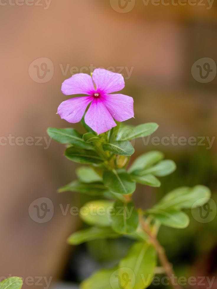 plante de pervenche de madagascar photo