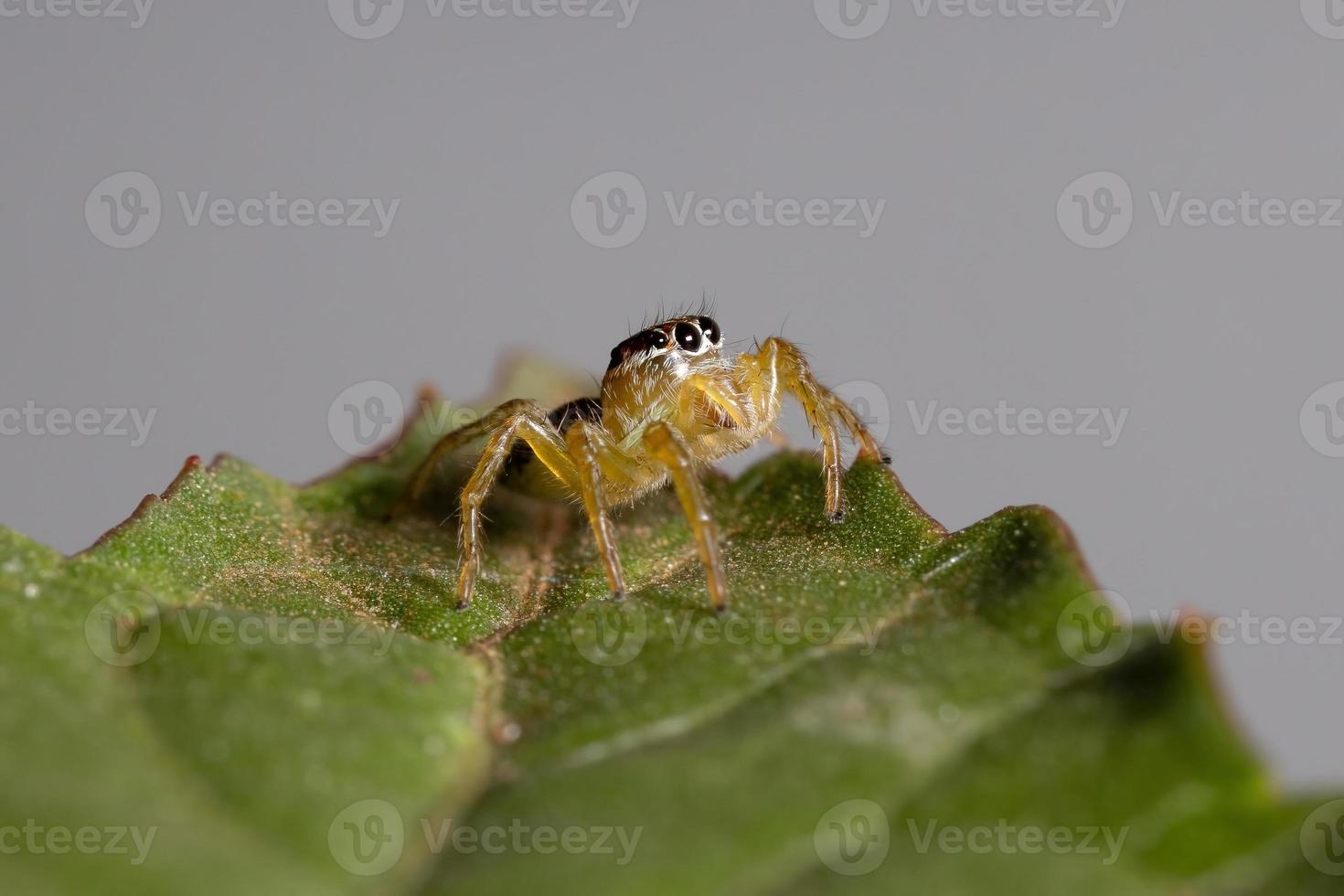 petite araignée sauteuse photo