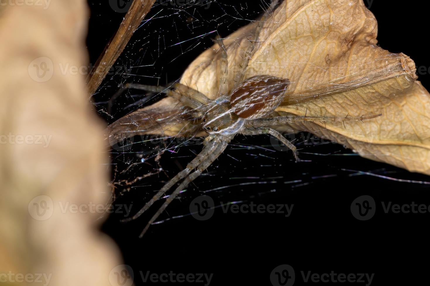 araignée de toile de pépinière photo