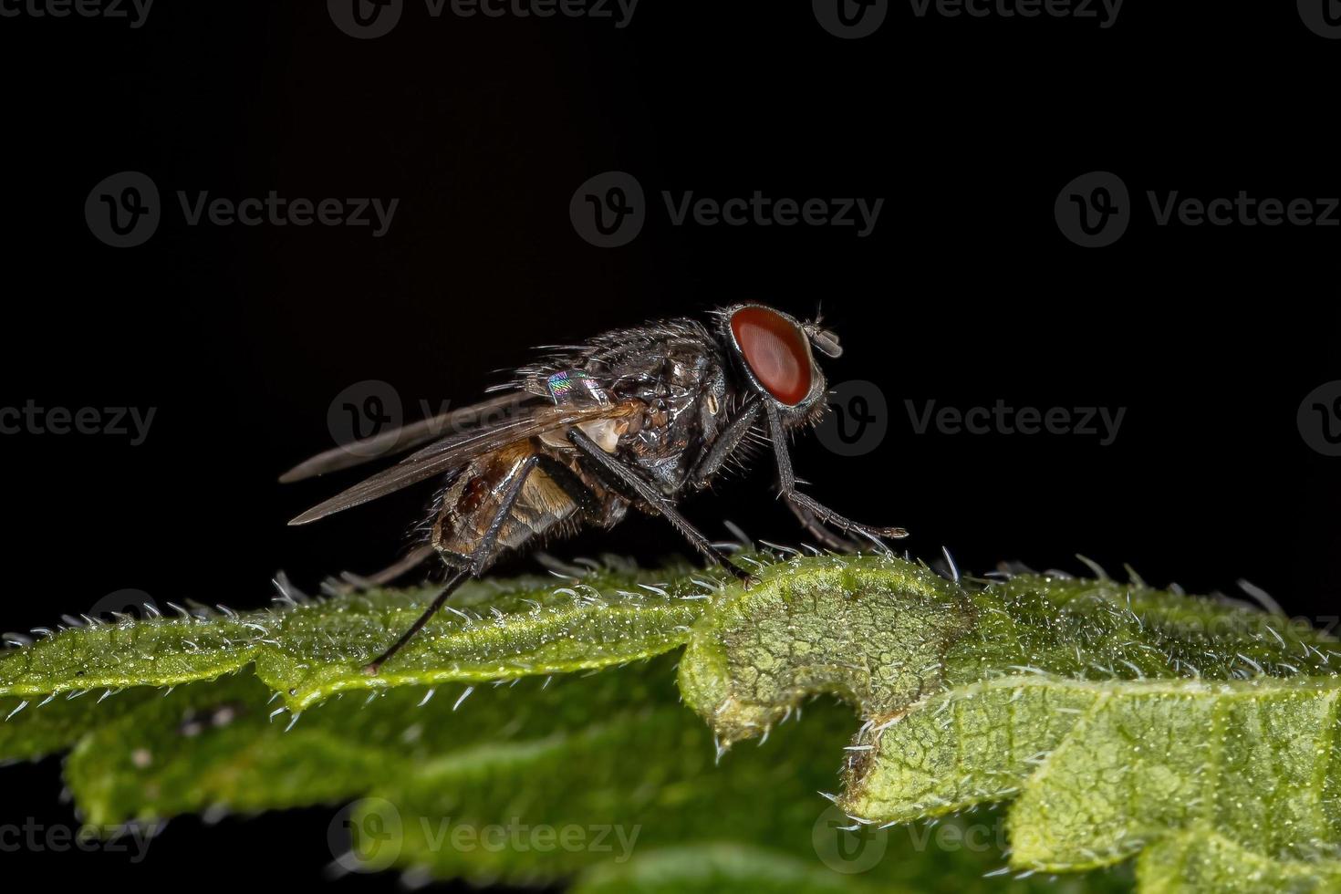 mouche domestique adulte photo