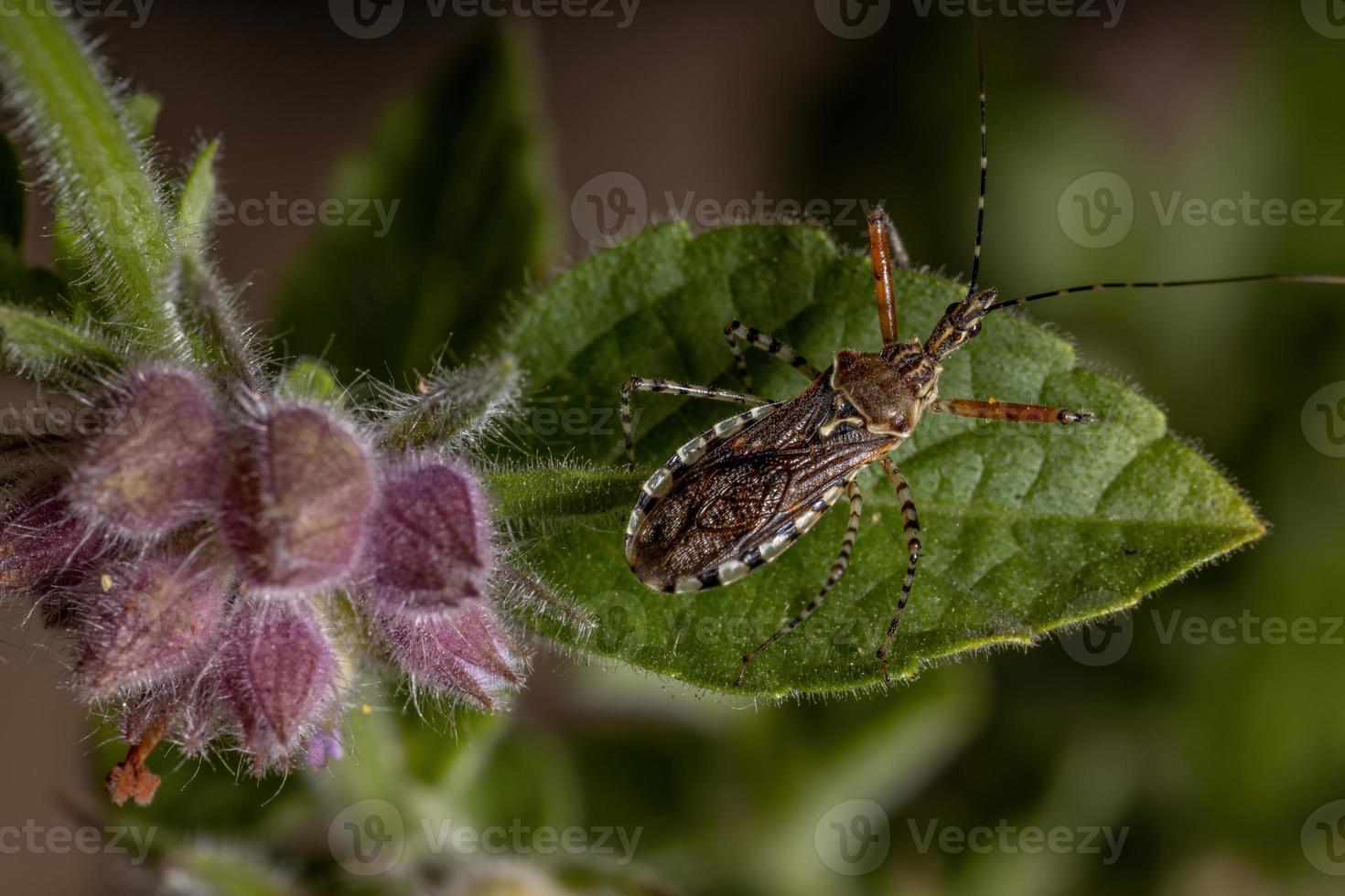 insecte assassin adulte photo