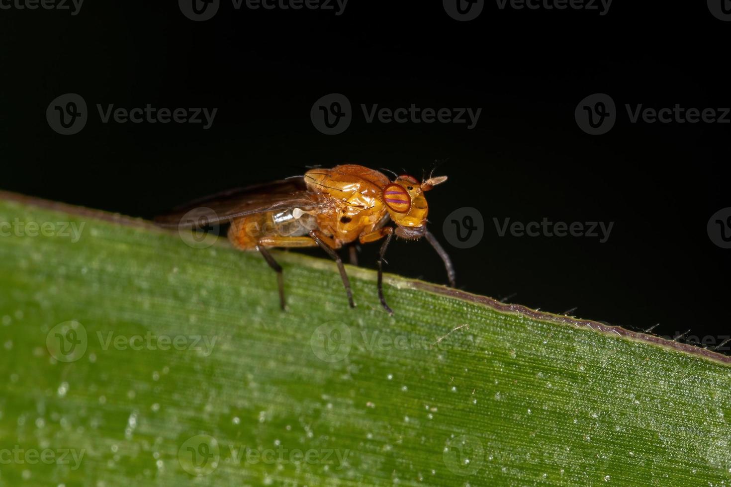 mouche lauxaniide adulte photo