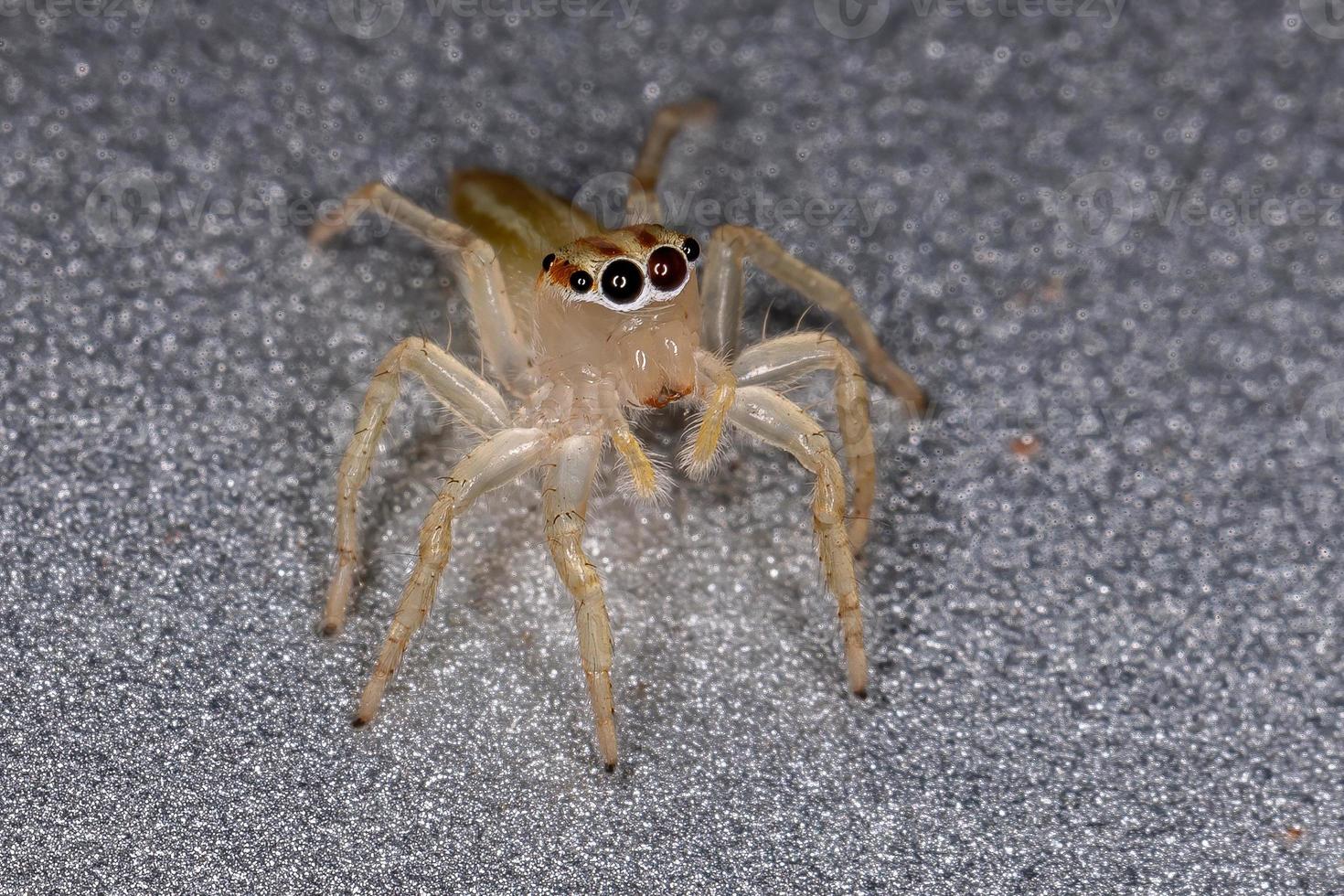 araignée sauteuse brésilienne photo