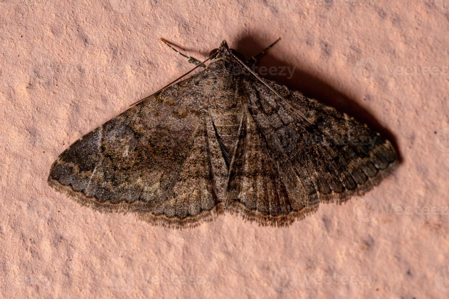 papillon de nuit adulte photo