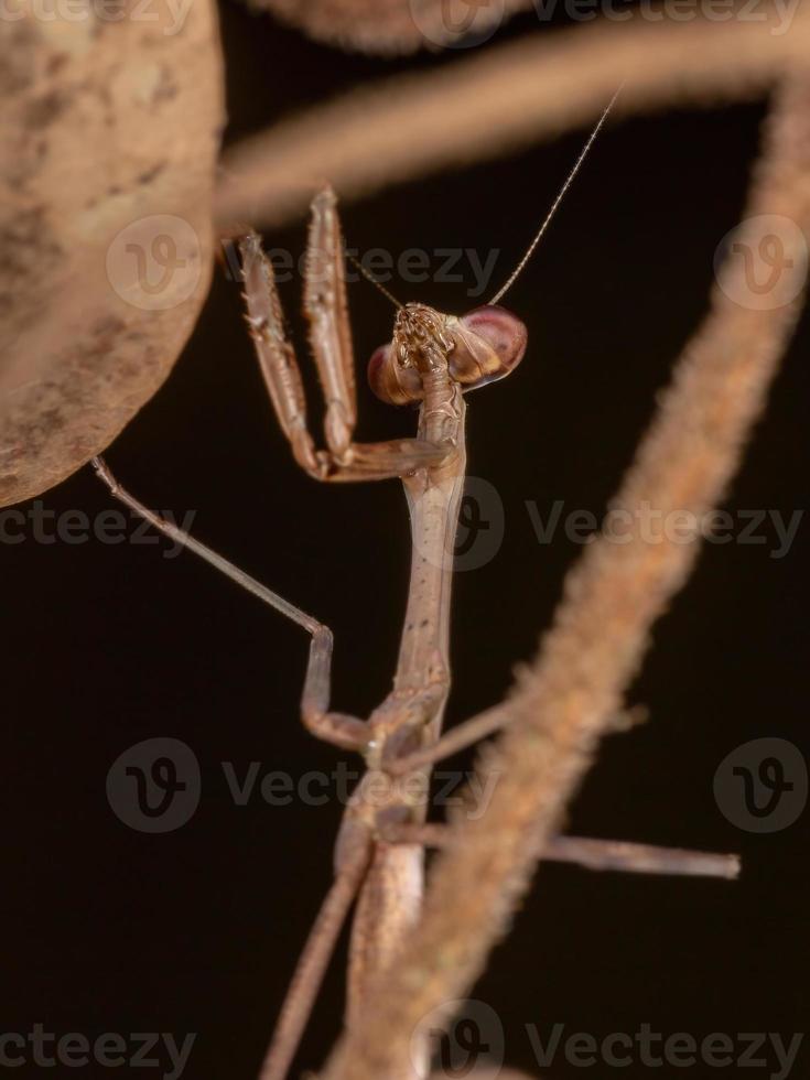 petite mantide brésilienne photo