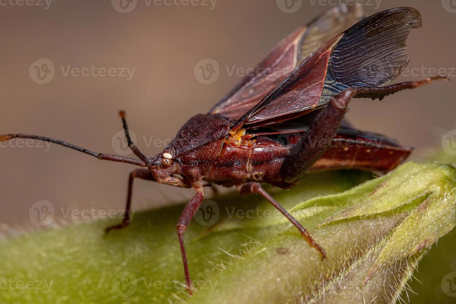 punaise à pieds feuille adulte photo