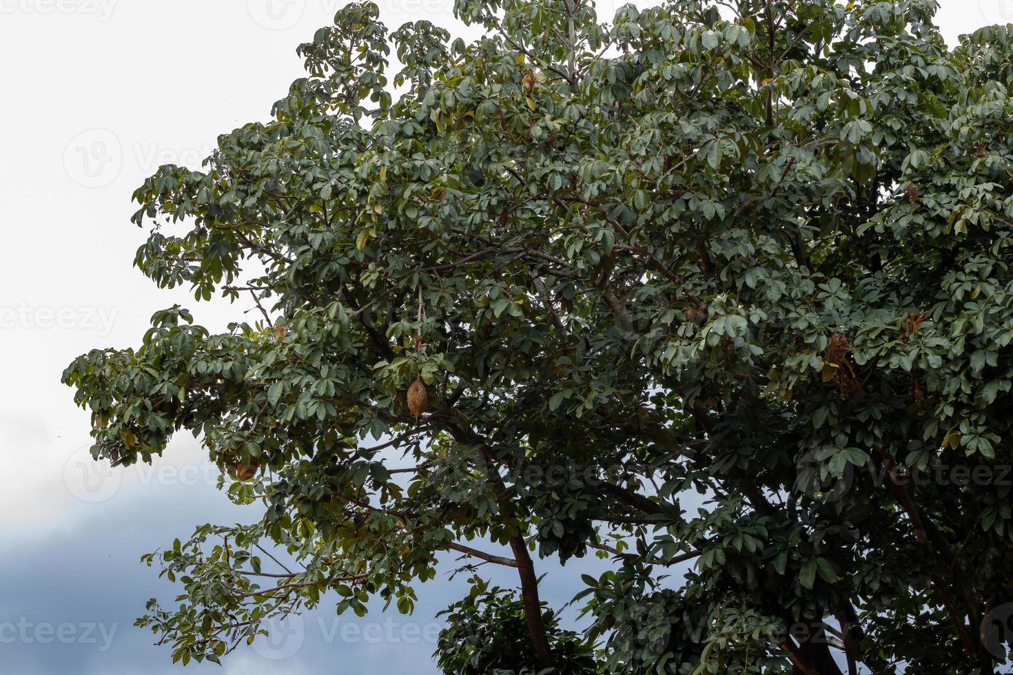 arbre à provisions brésilien photo