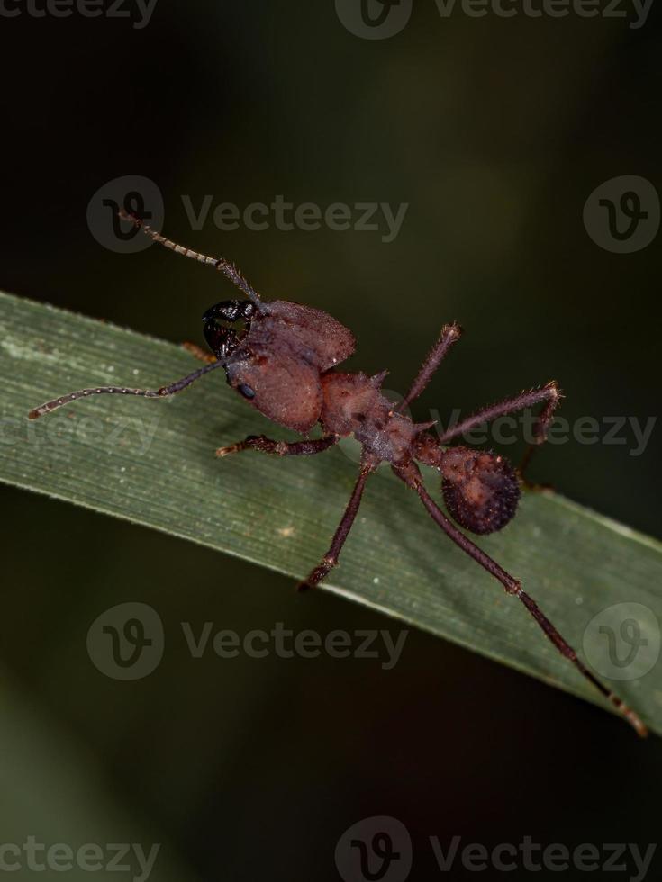 fourmi coupe-feuilles acromyrmex adulte photo