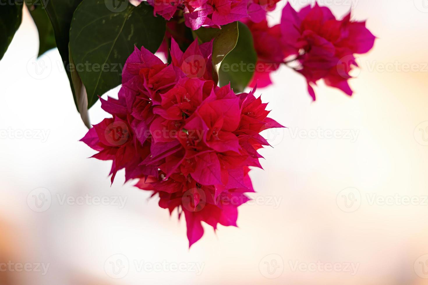 fond floral de fleurs rouges photo