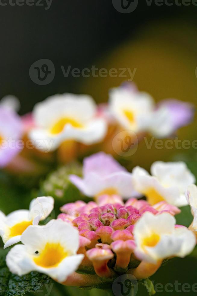 fleur de lantana commun photo