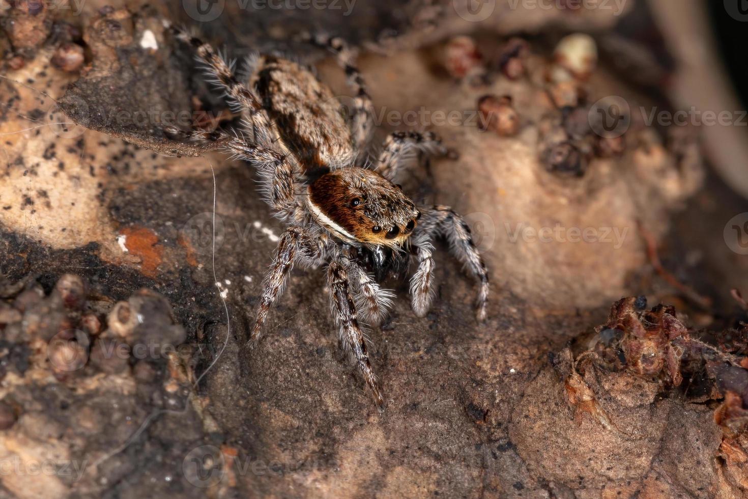 Araignée sauteuse mur gris adulte femelle photo