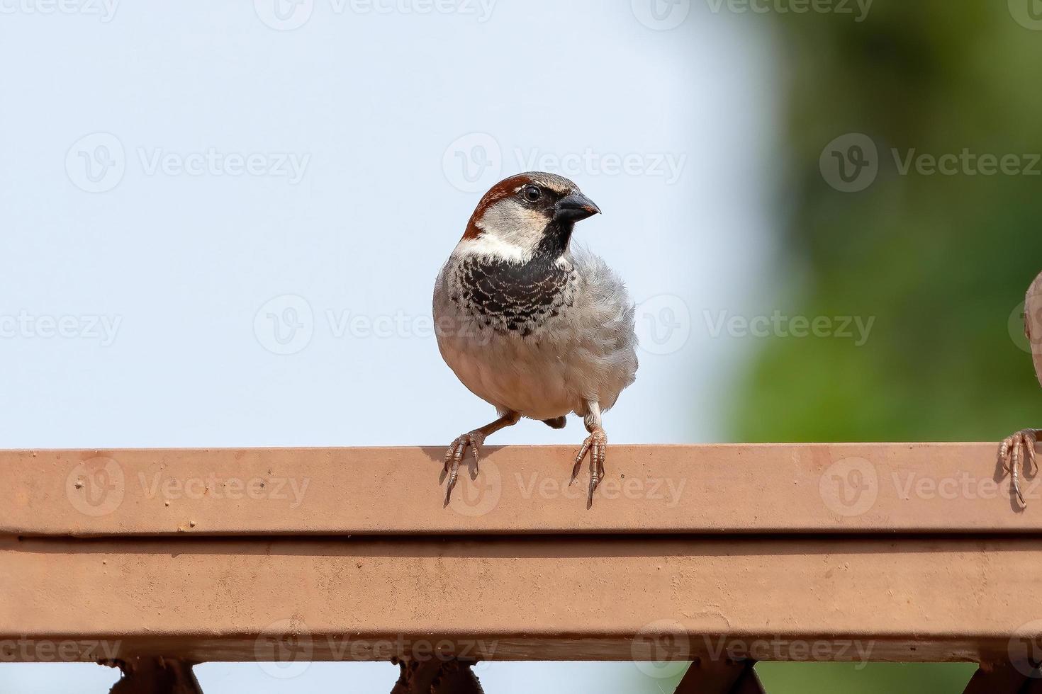 moineau domestique adulte photo