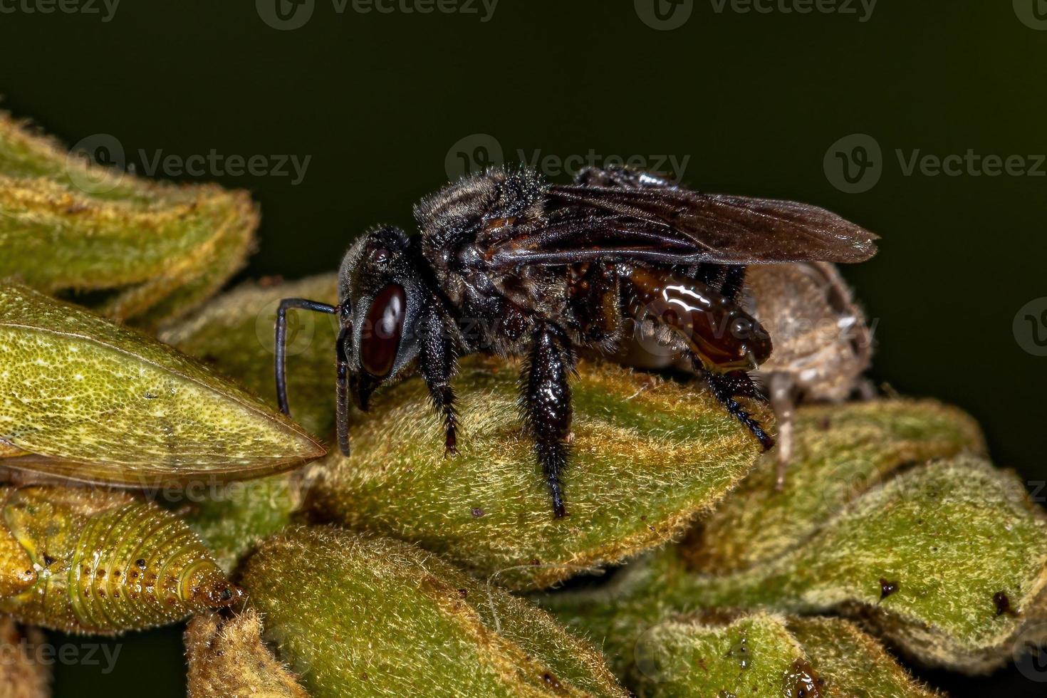 abeille sans dard femelle adulte photo