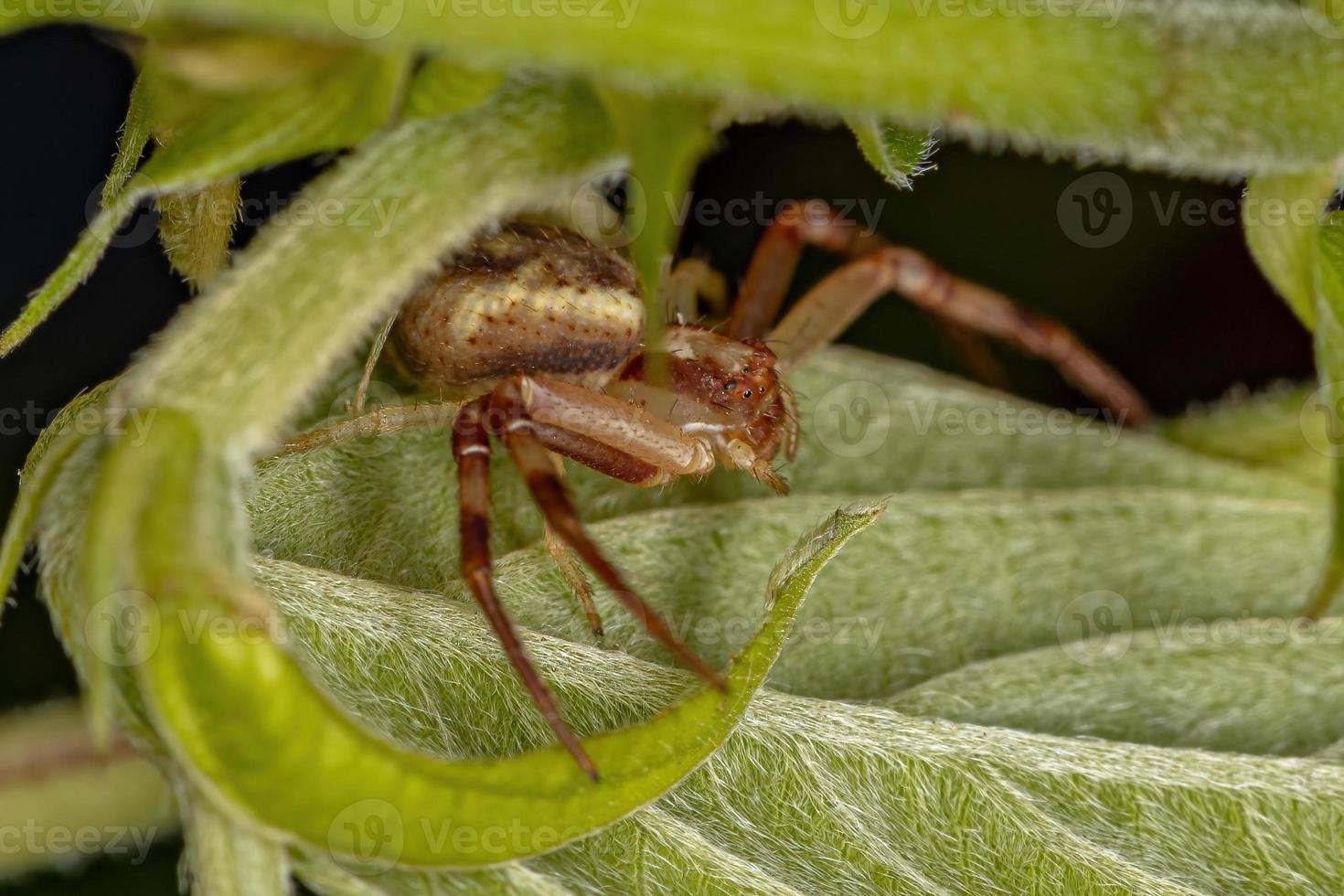 araignée crabe femelle adulte photo