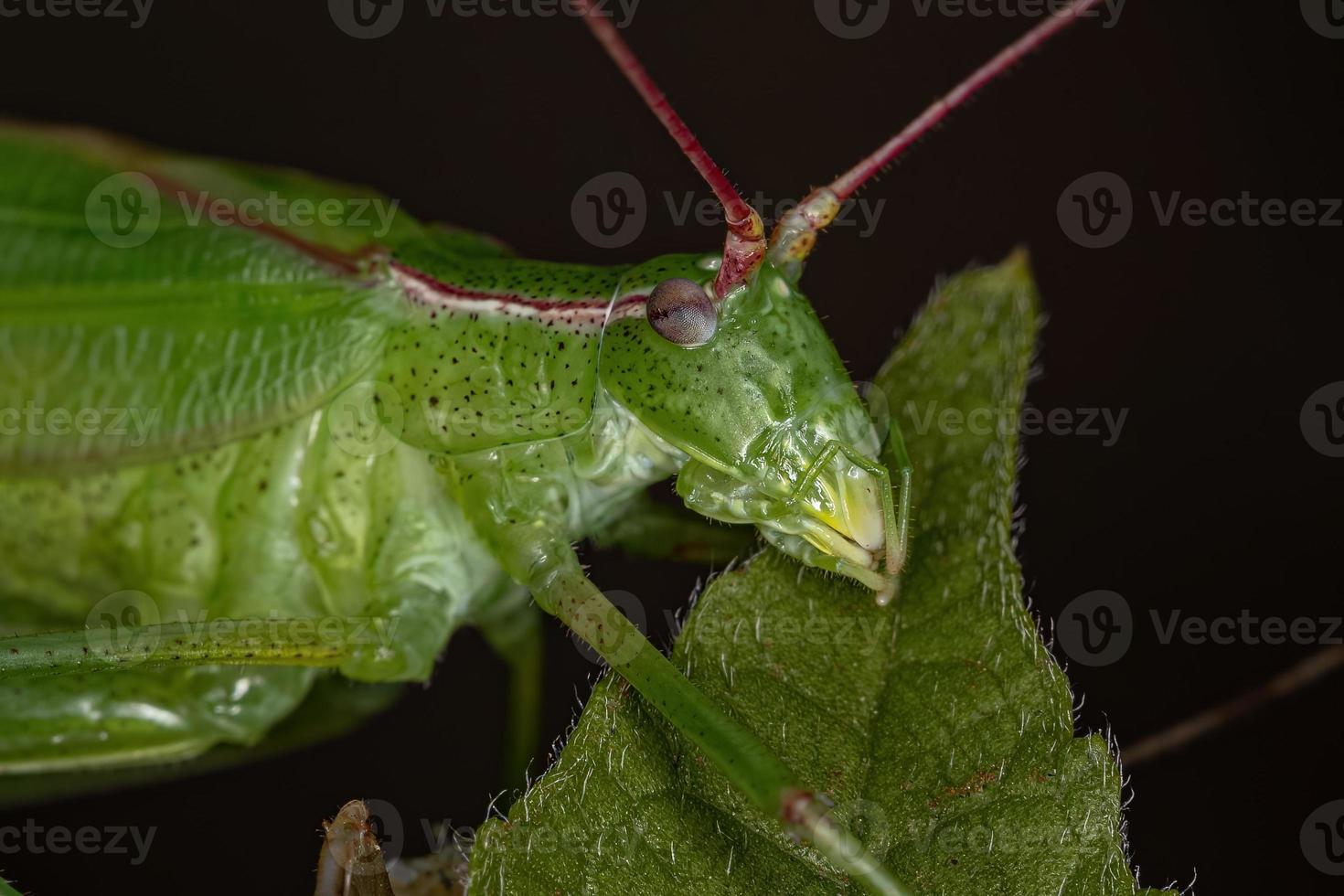 phanéroptère adulte katydid photo