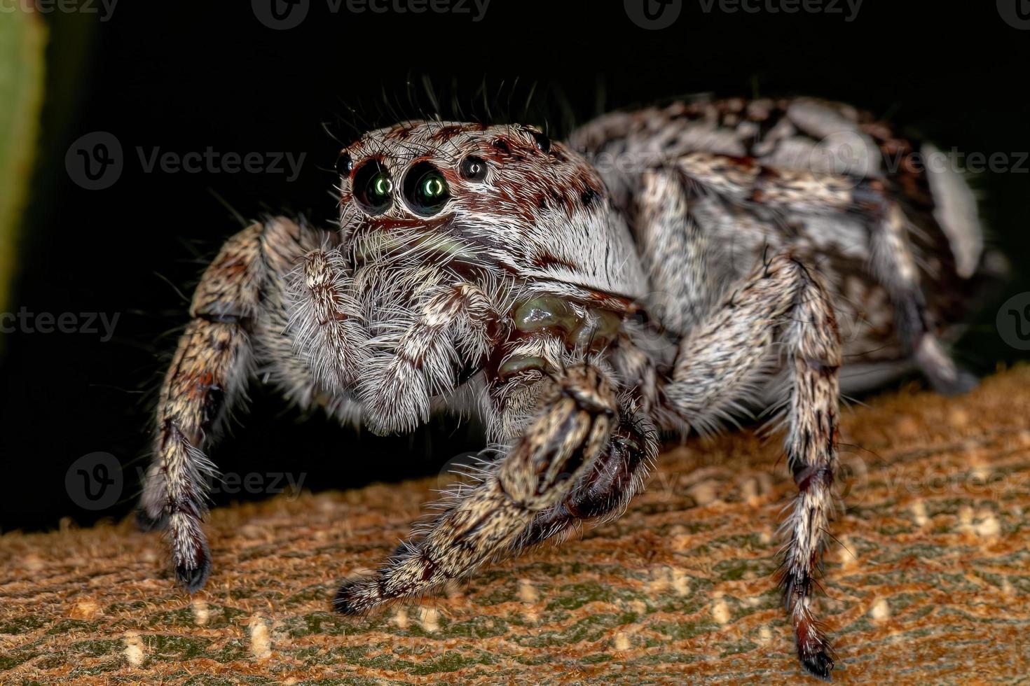 araignée sauteuse géante photo