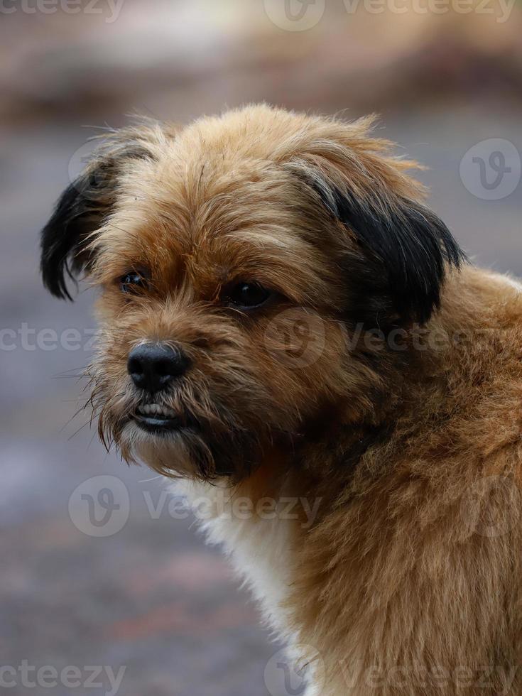 chien domestique brun photo