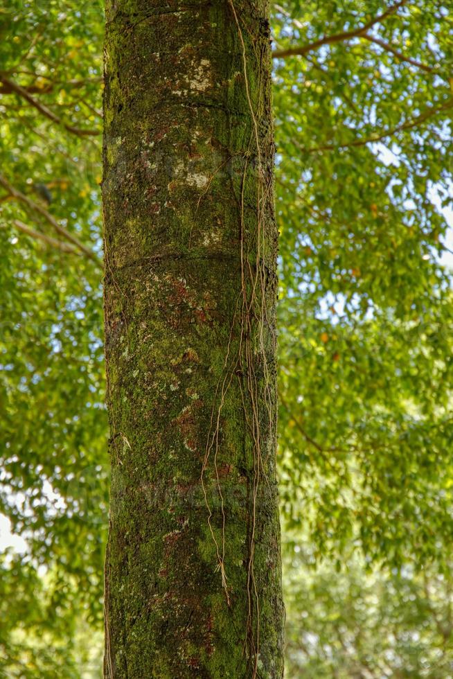 tronc d'arbre rempli de bryophytes photo