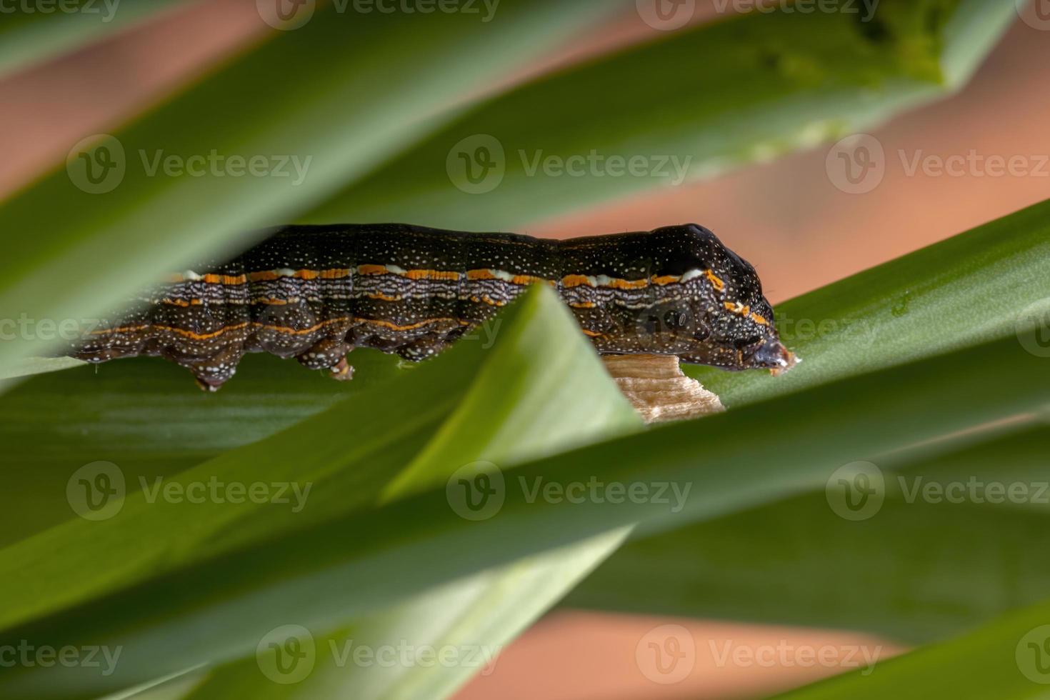 chenille mangeant une feuille de ciboulette photo