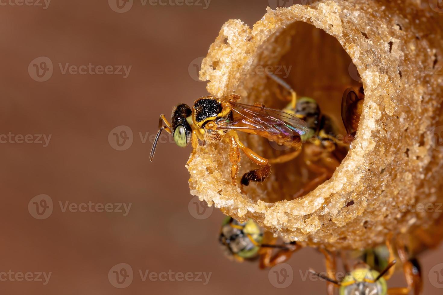 abeille jatai brésilienne photo