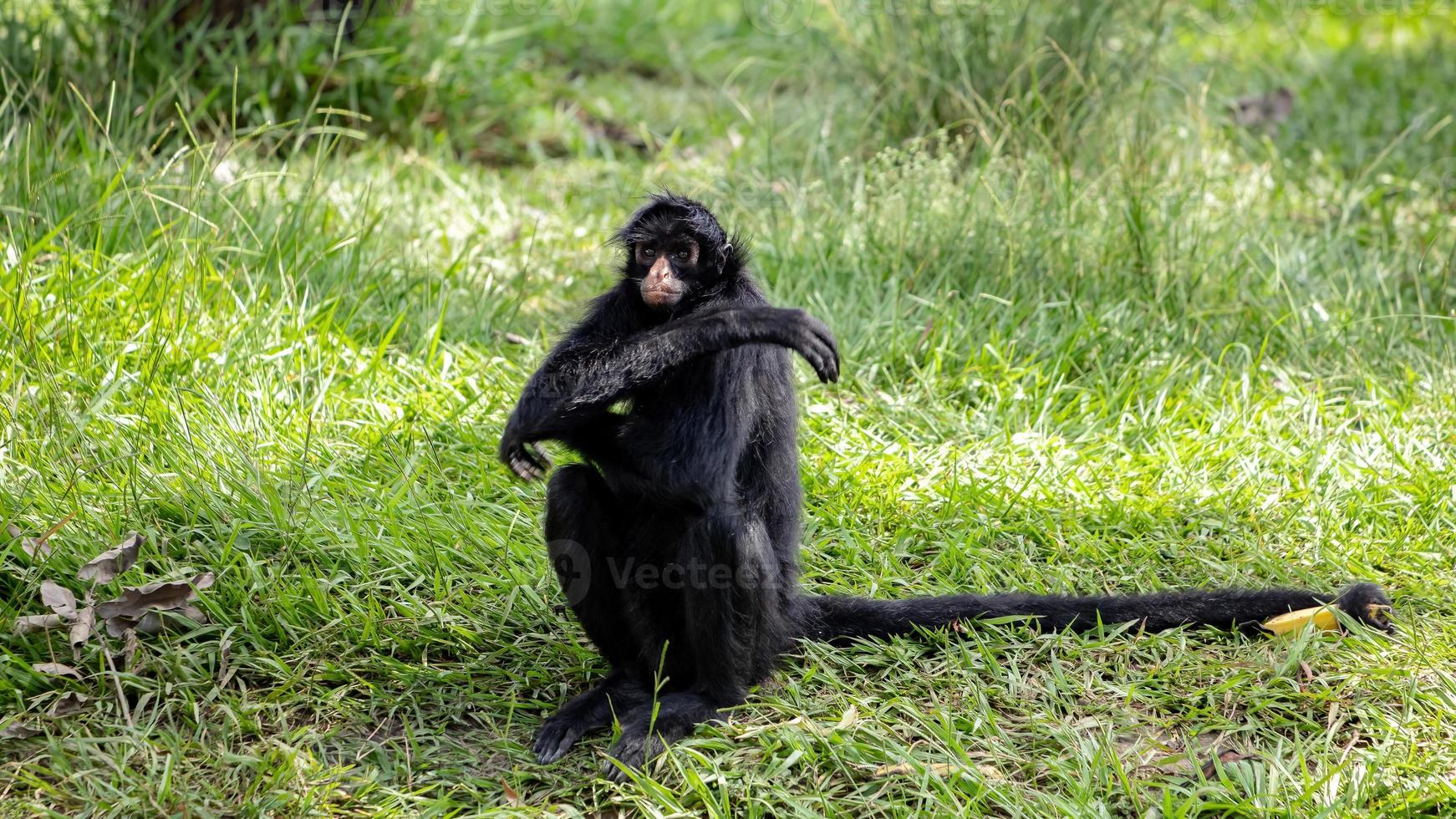 singe araignée noir à face noire photo