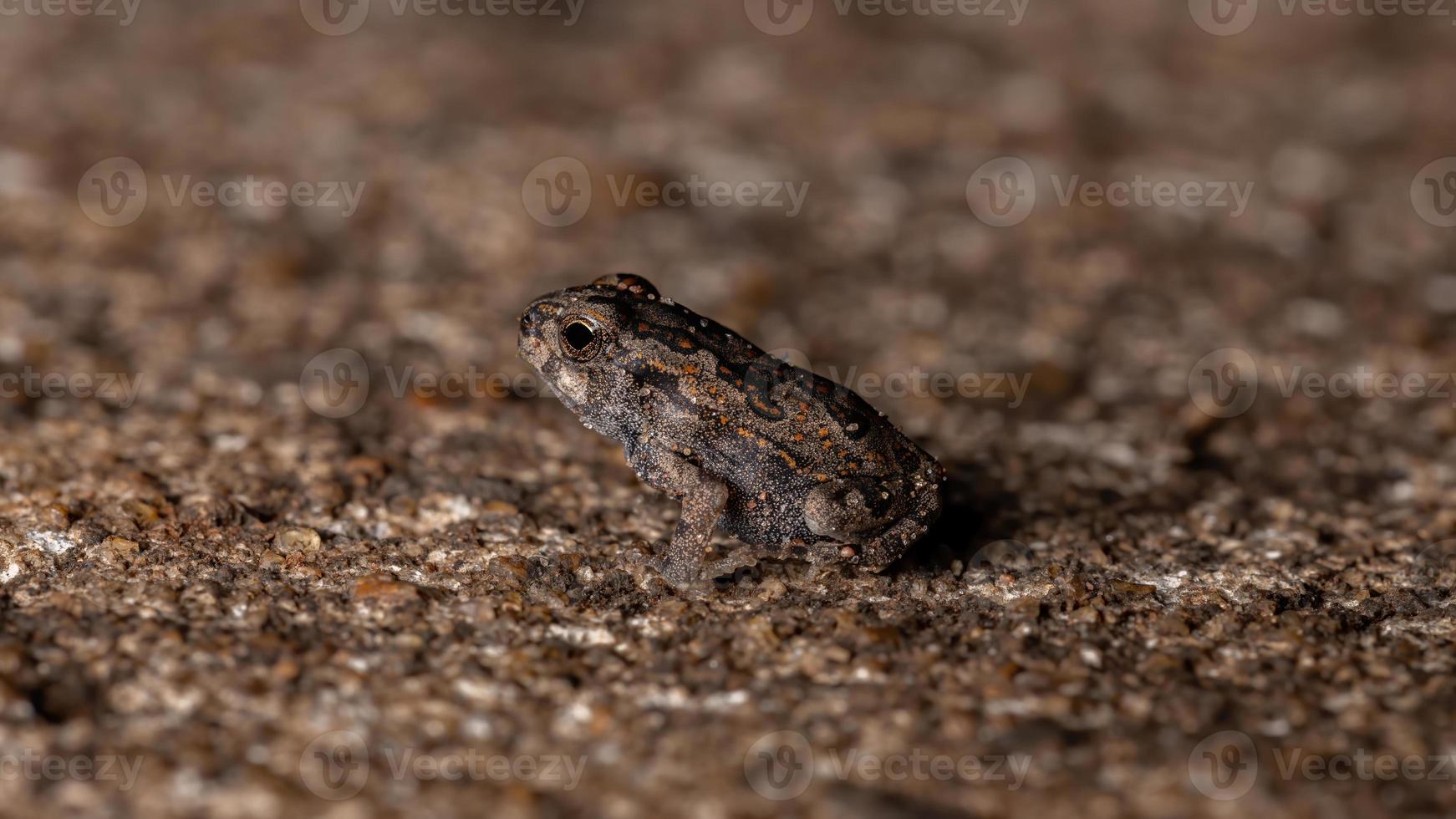 crapaud cururu juvénile photo